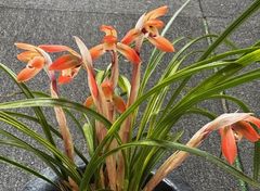 ����������X���������ڣ��ֲܲꣲ���դ�