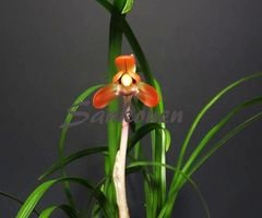 ������������ڣ��ֲܲ꣱���դ�