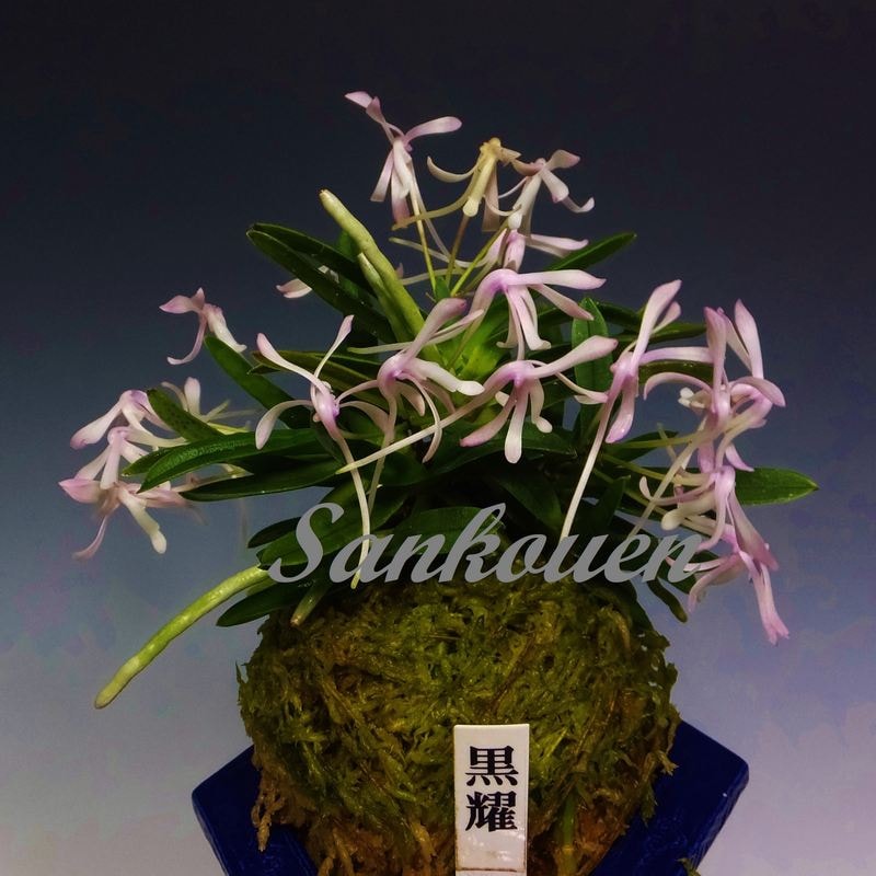 富貴蘭 黒曜 6本子付き | 春蘭・富貴蘭WEB通販 三香園