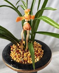 春蘭 | 春蘭・富貴蘭WEB通販 三香園