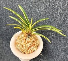 売約済 | 春蘭・富貴蘭WEB通販 三香園