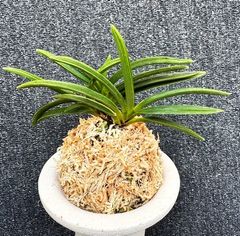 売約済 | 春蘭・富貴蘭WEB通販 三香園