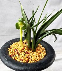 春蘭 | 春蘭・富貴蘭WEB通販 三香園