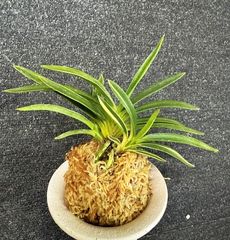 �ٵ�����ŷ���¡����ܻ��դ�