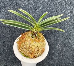 売約済 | 春蘭・富貴蘭WEB通販 三香園