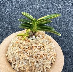 �ٵ����������ۡ����ܻ��դ�