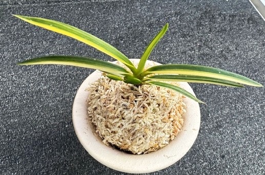 【至宝の逸品】富貴蘭　慶賀覆輪（一見の価値の有るゴッツい1本子付き株） 至宝の逸品】富貴蘭 慶賀覆輪（一見の価値の有るゴッツい1本子付き株