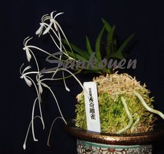 富貴蘭 | 春蘭・富貴蘭WEB通販 三香園