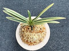 富貴蘭「彩冠」３本子付き 富貴蘭【彩冠】【彩】 | 富貴蘭を楽しんでブログ