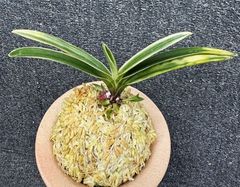 売約済 | 春蘭・富貴蘭WEB通販 三香園
