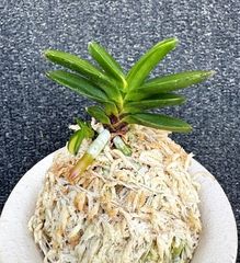 富貴蘭 | 春蘭・富貴蘭WEB通販 三香園