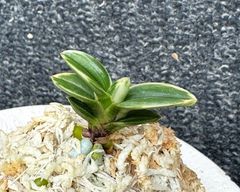 富貴蘭 | 春蘭・富貴蘭WEB通販 三香園