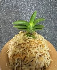 �ٵ����������ء�����Ω��