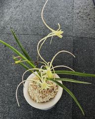 すべての商品 | 春蘭・富貴蘭WEB通販 三香園
