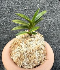すべての商品 | 春蘭・富貴蘭WEB通販 三香園