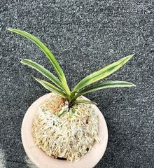 すべての商品 | 春蘭・富貴蘭WEB通販 三香園