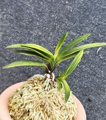 すべての商品 | 春蘭・富貴蘭WEB通販 三香園
