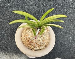 すべての商品 | 春蘭・富貴蘭WEB通販 三香園