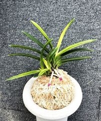 すべての商品 | 春蘭・富貴蘭WEB通販 三香園