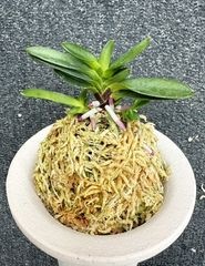 すべての商品 | 春蘭・富貴蘭WEB通販 三香園