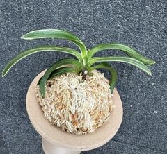 富貴蘭「至楽」1本子付き 至楽 : □ サムライ オーキッド □ 富貴蘭 セレクトショップ MAIL