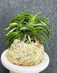 売約済 | 春蘭・富貴蘭WEB通販 三香園