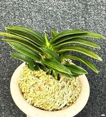 売約済 | 春蘭・富貴蘭WEB通販 三香園