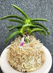 富貴蘭 | 春蘭・富貴蘭WEB通販 三香園
