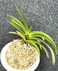 すべての商品 | 春蘭・富貴蘭WEB通販 三香園