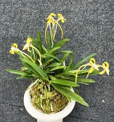春蘭・富貴蘭WEB通販 三香園 | 商品一覧