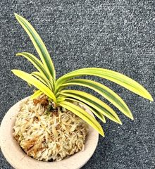 富貴蘭 | 春蘭・富貴蘭WEB通販 三香園