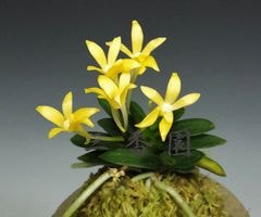 富貴蘭 | 春蘭・富貴蘭WEB通販 三香園