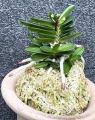 富貴蘭 | 春蘭・富貴蘭WEB通販 三香園