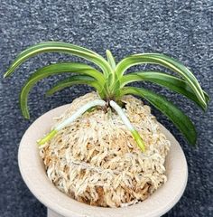 富貴蘭 | 春蘭・富貴蘭WEB通販 三香園