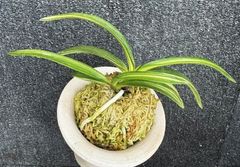 富貴蘭 | 春蘭・富貴蘭WEB通販 三香園