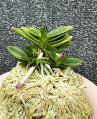 富貴蘭 | 春蘭・富貴蘭WEB通販 三香園