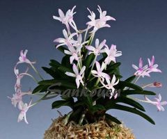 すべての商品 | 春蘭・富貴蘭WEB通販 三香園
