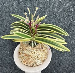 売約済 | 春蘭・富貴蘭WEB通販 三香園