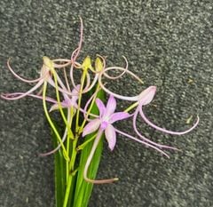 すべての商品 | 春蘭・富貴蘭WEB通販 三香園