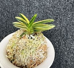 春蘭・富貴蘭WEB通販 三香園 | 商品一覧