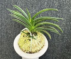 すべての商品 | 春蘭・富貴蘭WEB通販 三香園