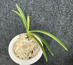 売約済 | 春蘭・富貴蘭WEB通販 三香園