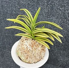 すべての商品 | 春蘭・富貴蘭WEB通販 三香園