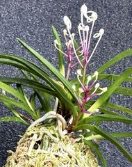 すべての商品 | 春蘭・富貴蘭WEB通販 三香園