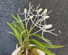 すべての商品 | 春蘭・富貴蘭WEB通販 三香園