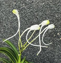 売約済 | 春蘭・富貴蘭WEB通販 三香園