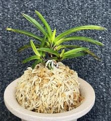 すべての商品 | 春蘭・富貴蘭WEB通販 三香園