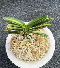 富貴蘭 | 春蘭・富貴蘭WEB通販 三香園