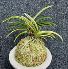 富貴蘭 | 春蘭・富貴蘭WEB通販 三香園
