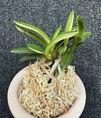 すべての商品 | 春蘭・富貴蘭WEB通販 三香園